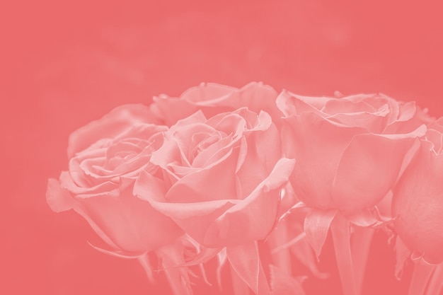 buquê de lindas rosas com tonalidade vermelha. composição de flores