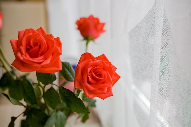 Buquê de lindas rosas cor de rosa para cartões postais