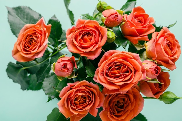 Buquê de lindas rosas de coral em close-up de fundo turquesa.