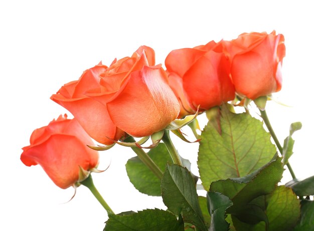 Buquê de lindas rosas isoladas em branco