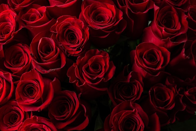 Buquê de lindas rosas vermelhas tendência cor vermelho clássico dia dos namorados foco seletivo papel de parede de rosas fundo