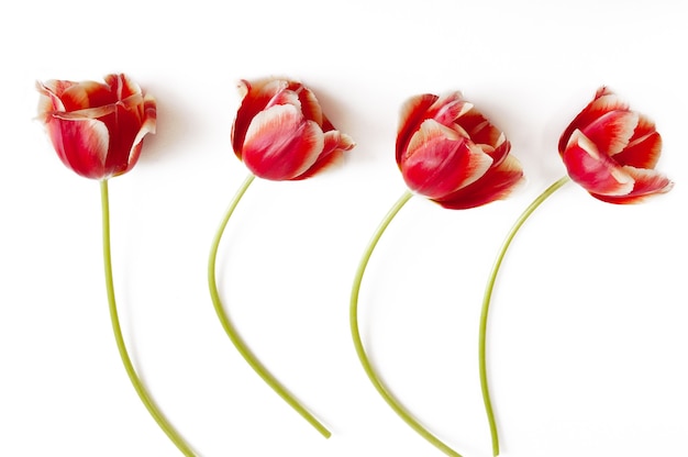 Buquê de lindas tulipas em fundo branco