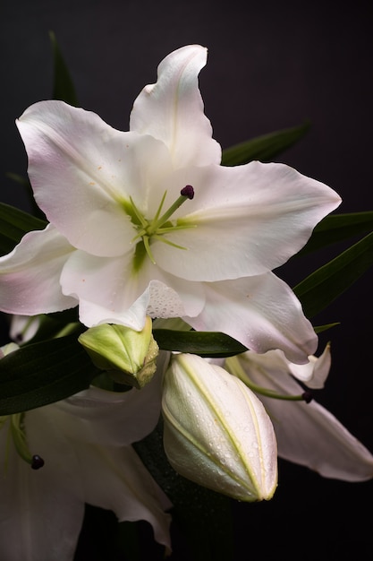 Buquê de lírios em flor em um fundo escuro