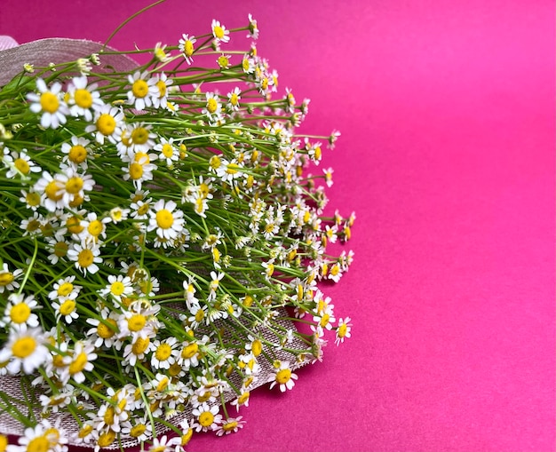 buquê de margaridas em um fundo rosa buquê de flores Flores da primavera