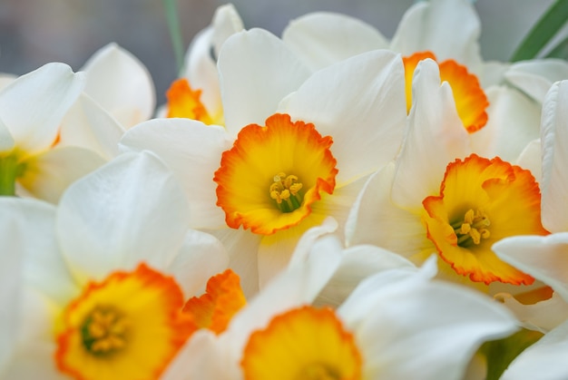 Buquê de narcisos amarelo-brancos close-up