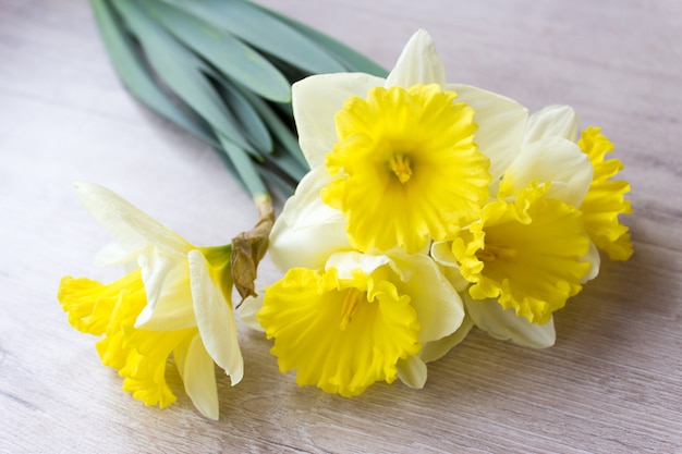 Buquê de narcisos amarelos, conceito de primavera