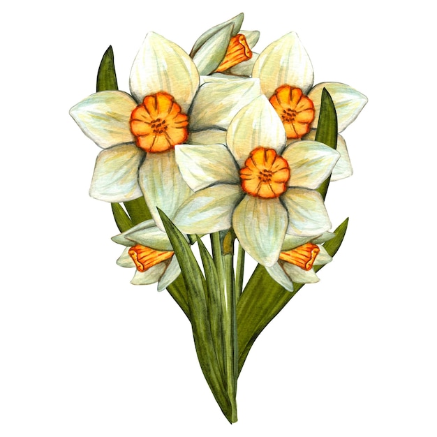 Buquê de narcisos em aquarela de primavera Flores com caule e folha Ilustração botânica de primavera