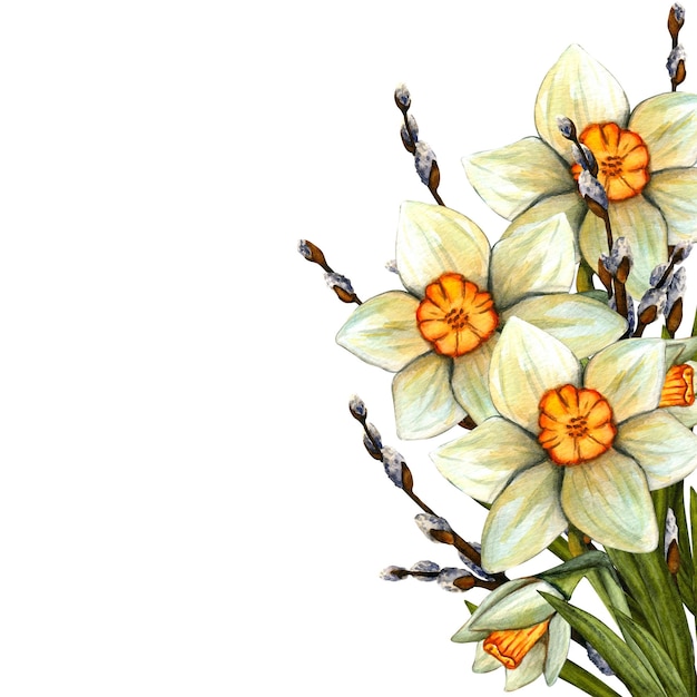 Buquê de narcisos em aquarela de primavera Flores com caule e folha Ilustração botânica de primavera