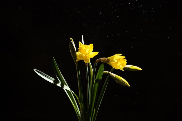 buquê de narcisos em um fundo preto colorido natureza morta