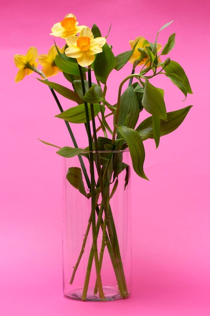 Buquê de narcisos em um vaso de vidro em um fundo rosa