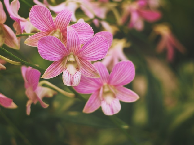 Buquê de orquídea rosa e folhas verdes