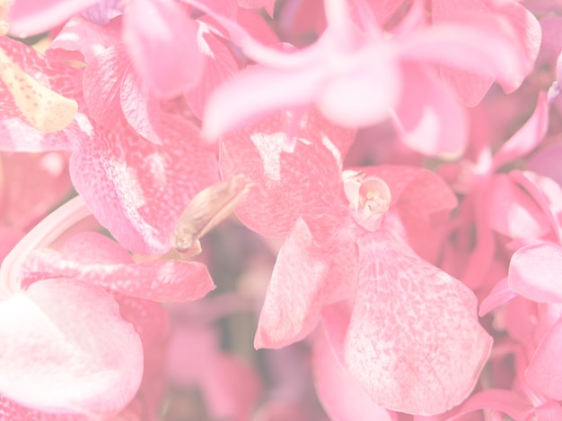 Foto buquê de orquídeas cor de rosa.