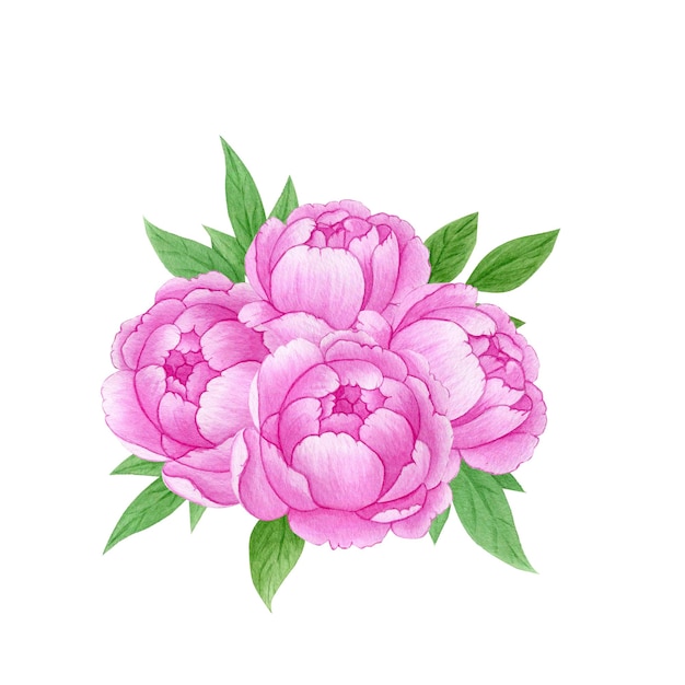 Buquê de peônia rosa ilustração aquarela