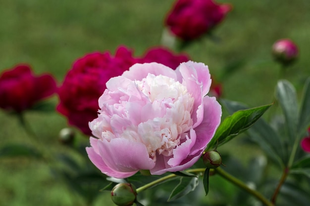 Buquê de peônias rosa frescas no jardim