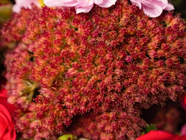 Buquê de primavera colorido de close-up com muitas flores de geléia diferentes.