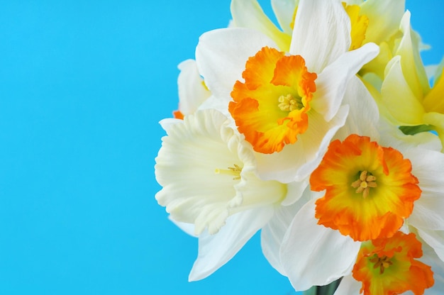 Buquê de primavera de narcisos amarelos em um fundo azul Copie o espaço