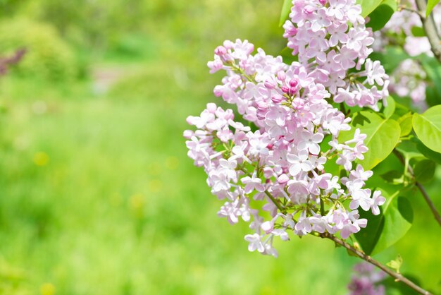 buquê de ramo de flores lilás