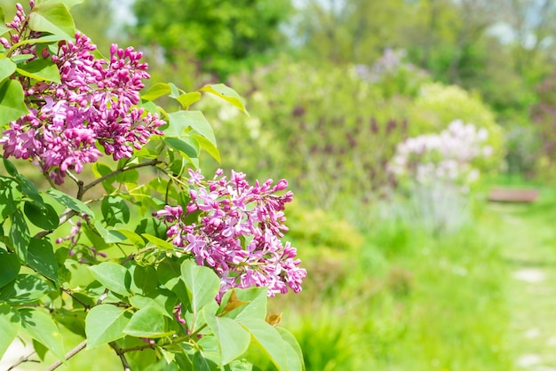 buquê de ramo de flores lilás