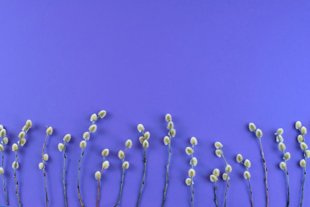 Buquê de ramos catkins no fundo de ultravioleta