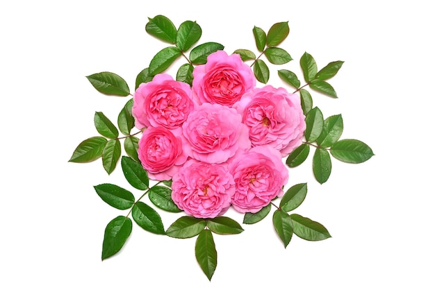 Buquê de rosa inglês rosa com folhas de David Austin isolado no fundo branco Flor macro Noiva de cartão de casamento Vista superior plana leiga Amor Dia dos Namorados