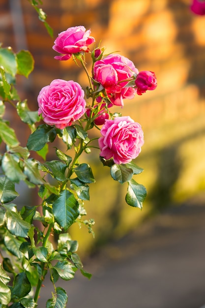 Buquê de rosa linda em um jardim