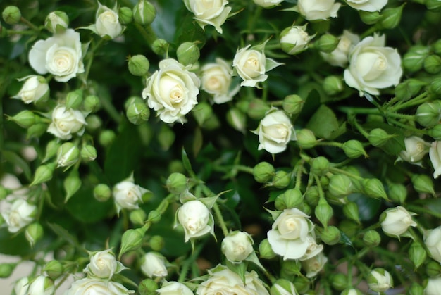 Buquê de rosas brancas com pétalas verdes, preenchendo totalmente a imagem