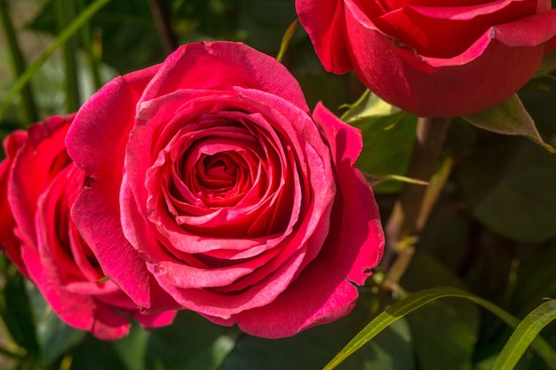 Buquê de rosas cor de rosa