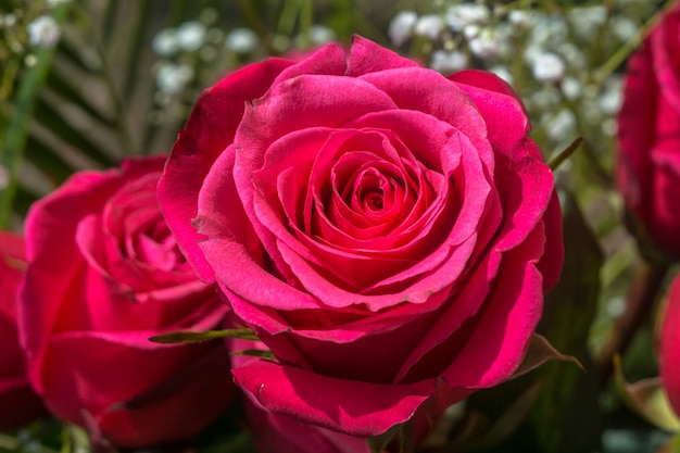 Buquê de rosas cor de rosa