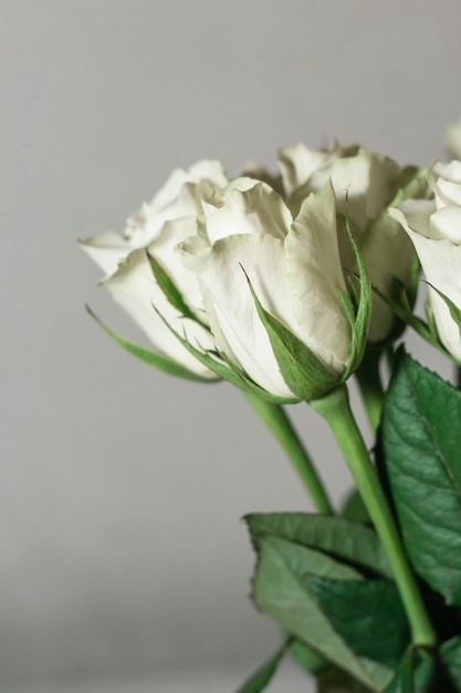 Buquê de rosas de chá brancas em um fundo branco.