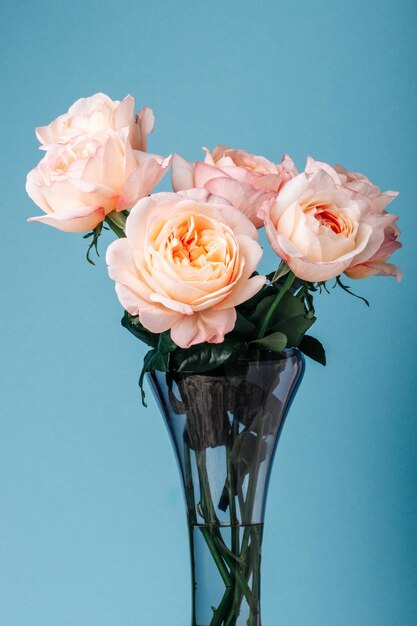 Buquê de rosas de peônia rosa pálido em um fundo azul