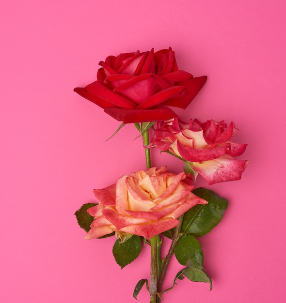 Buquê de rosas florescendo em um espaço rosa