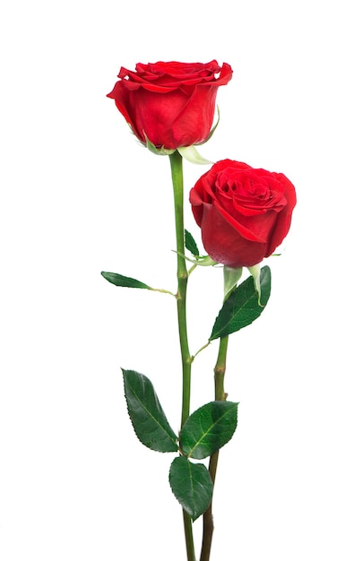 Foto buquê de rosas isolado flor rosa isolado no fundo branco a foto pode ser usada como um cartão de convite para aniversário de casamento e outro fundo de férias e verão