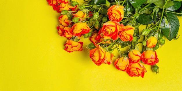 Buquê de rosas laranja em fundo amarelo brilhante