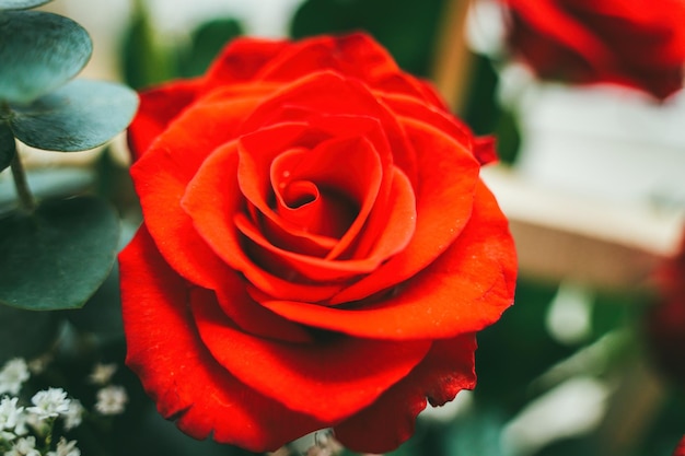 Buquê de rosas vermelhas frescas flor fundo brilhante