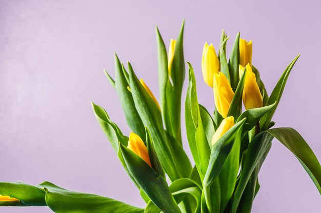 Buquê de; tulipa amarela flores sobre fundo cinza claro.