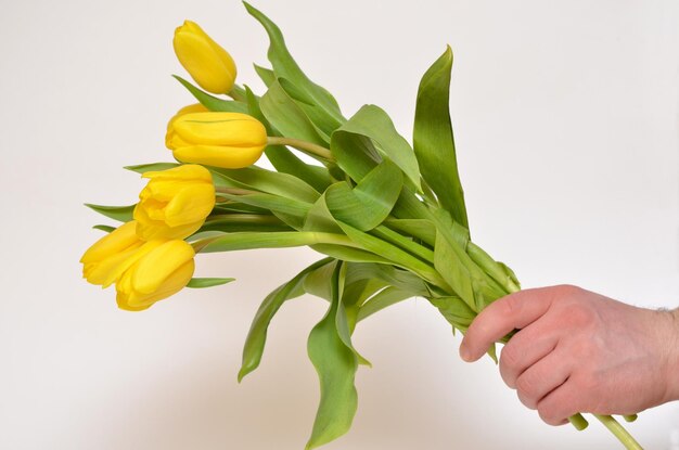 Buquê de tulipas amarelas em uma mão masculina em um fundo branco