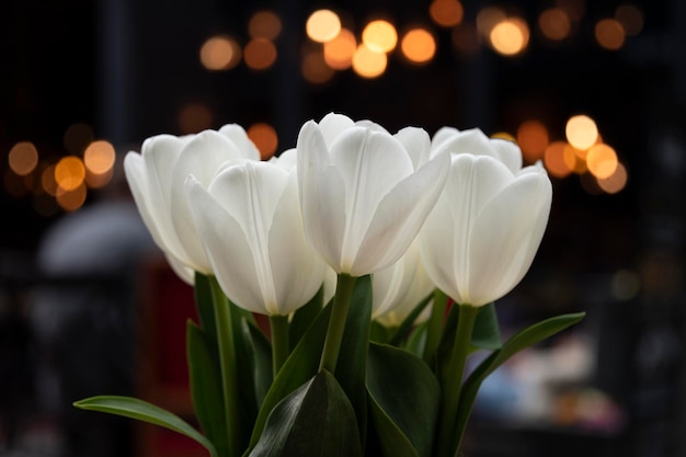 Buquê de tulipas brancas com bokeh em fundo escuro. Flores de tulipa da primavera no espaço urbano com mesmo