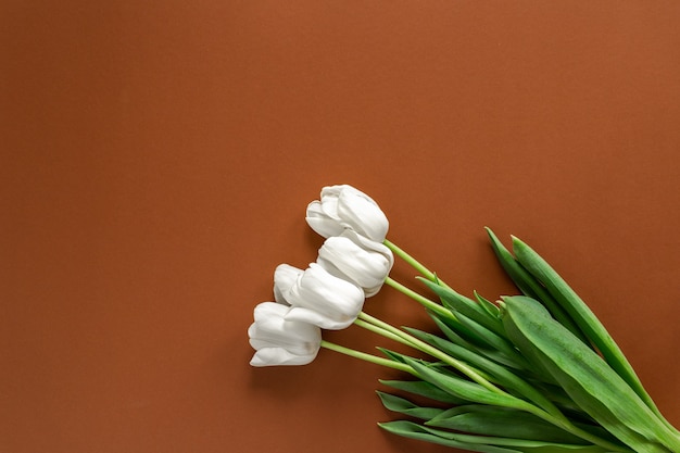 Buquê de tulipas brancas frescas flatlay na parede marrom Lugar de texto, copyspace.