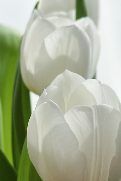 Buquê de tulipas brancas lindas flores conceito