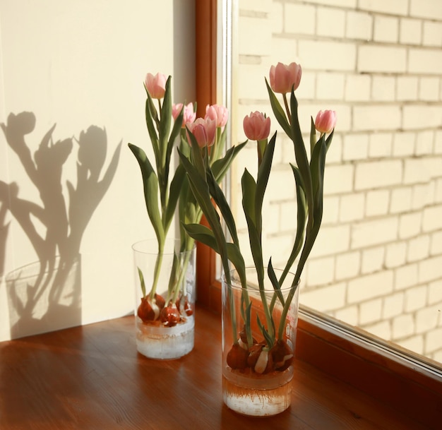 Buquê de tulipas cor de rosa com bulbos em um vaso de vidro pela janela