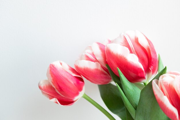 Buquê de tulipas cor de rosa com espaço de cópia. parede linda flor para férias banner, cartão postal ou cartão-presente