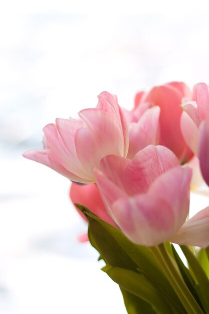 Buquê de tulipas cor de rosa com folhas verdes em fundo branco