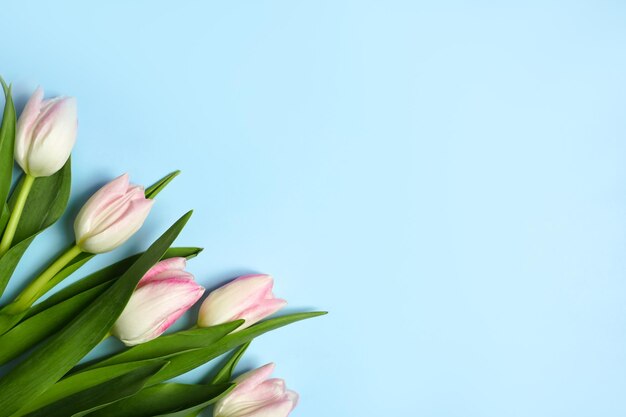 Buquê de tulipas cor de rosa de primavera em um fundo azul Fundo de primavera de páscoa com espaço de cópia Foto de alta qualidade