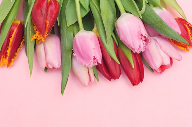 Buquê de tulipas cor de rosa e vermelhas em um fundo rosa. Lugar para texto