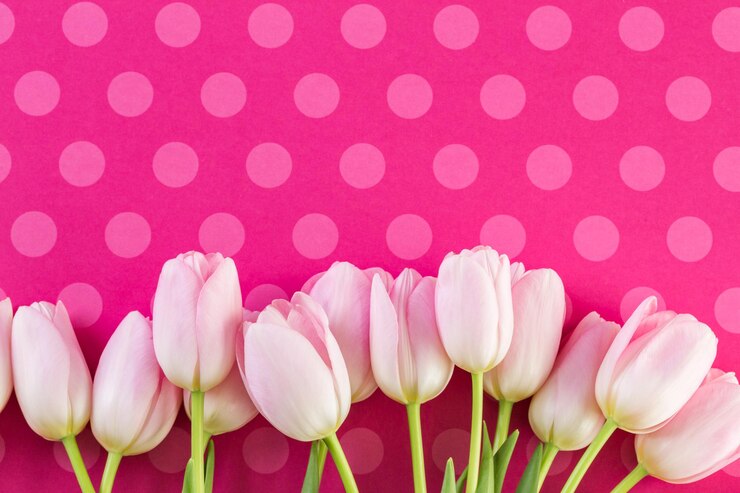Foto buquê de tulipas cor de rosa em um fundo rosa.