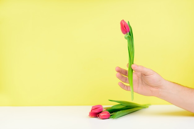 Buquê de tulipas cor de rosa em uma mão masculina em uma parede amarela.