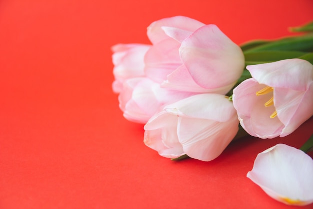 Buquê de tulipas em fundo vermelho