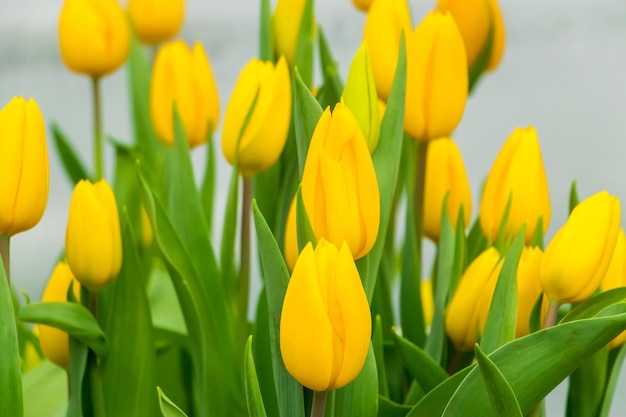 Buquê de tulipas florescendo fecha o símbolo da primavera e do feriado