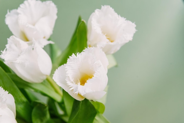 Buquê de tulipas frescas de primavera branca linda cor