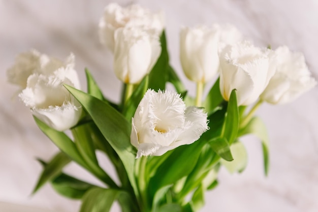 Buquê de tulipas frescas de primavera no dia das mães branco linda cor